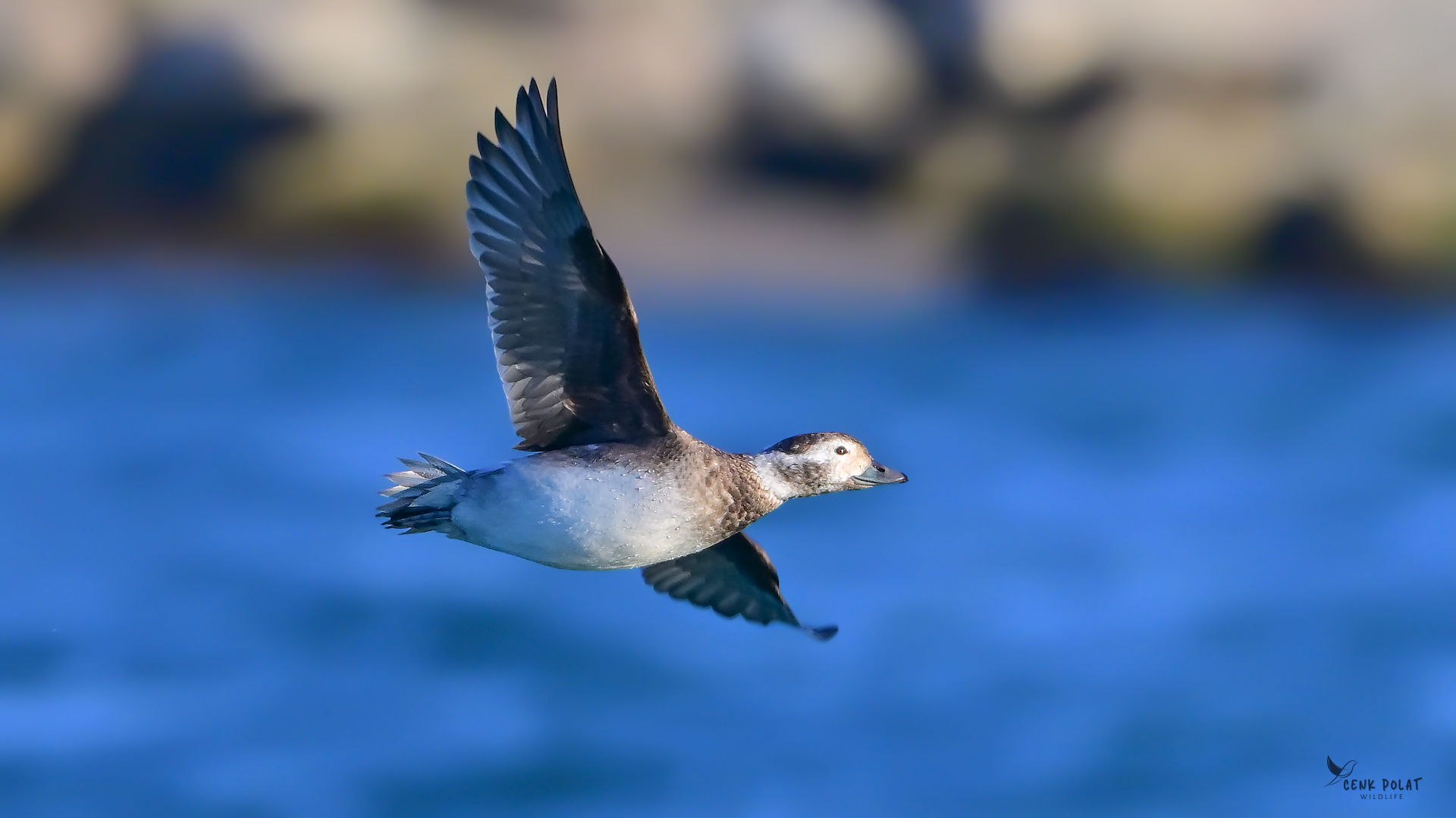 Long-tailed Duck